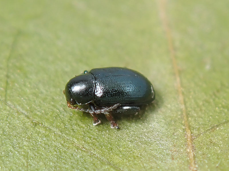 Chrysomelidae alticino: Chaetocnema mannerheimi